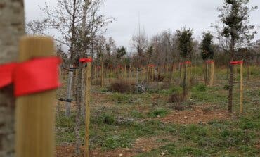 Alcalá de Henares planta más de 1.400 encinas en el Gran Parque de Espartales