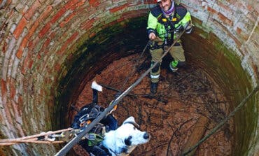 Rescatan a un perro en Guadalajara que había caído a un pozo de grandes dimensiones