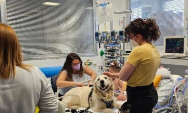Madrid, pionera en incorporar perros doctor en la UCI pediátrica: «Reducen el dolor y la ansiedad en niños»