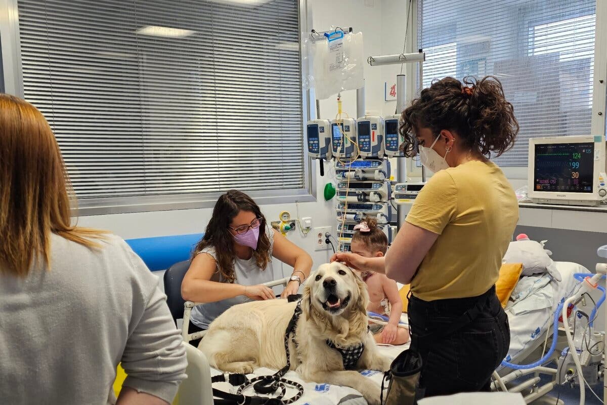 Madrid, pionera en incorporar perros doctor en la UCI pediátrica: «Reducen el dolor y la ansiedad en niños»