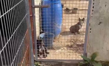 Rescatados diez perros, uno muerto, en la finca de Pezuela donde el «El Puma» violó y retuvo a su pareja