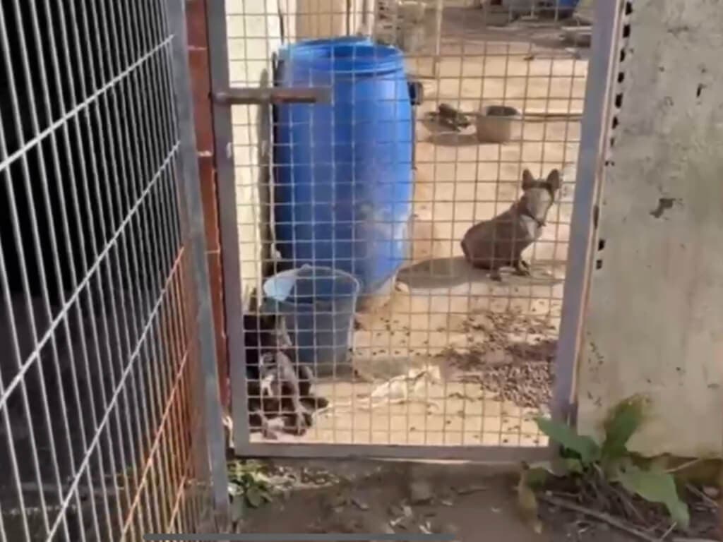 Rescatados diez perros, uno muerto, en la finca de Pezuela donde el «El Puma» violó y retuvo a su pareja