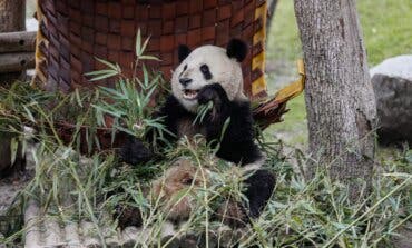 Madrid se despide de la familia de osos panda del Zoo, aunque pronto llegará una nueva pareja