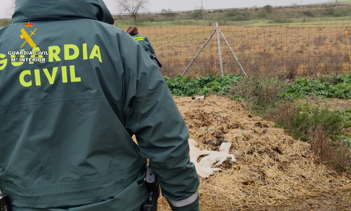 Investigado un ganadero de Guadalajara tras hallar numerosos animales muertos por falta de cuidado en su finca de Uceda