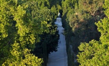 Madrid, reconocida por la ONU como «Ciudad Arbórea del Mundo» por quinto año consecutivo  