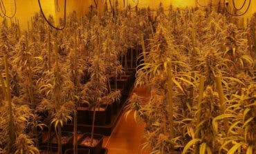 Nuevo golpe al cultivo de marihuana en Guadalajara: cinco detenidos y 65 kilos incautados en El Casar 