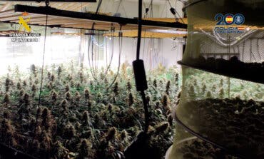 Desmantelada una plantación de marihuana con 443 plantas en una vivienda de Torrejón del Rey  