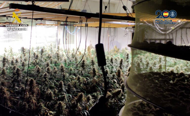Desmantelada una plantación de marihuana con 443 plantas en una vivienda de Torrejón del Rey  