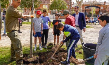 Casi 700 escolares de Torrejón plantan 150 árboles en el Día del Árbol: objetivo 10.000 en cuatro años