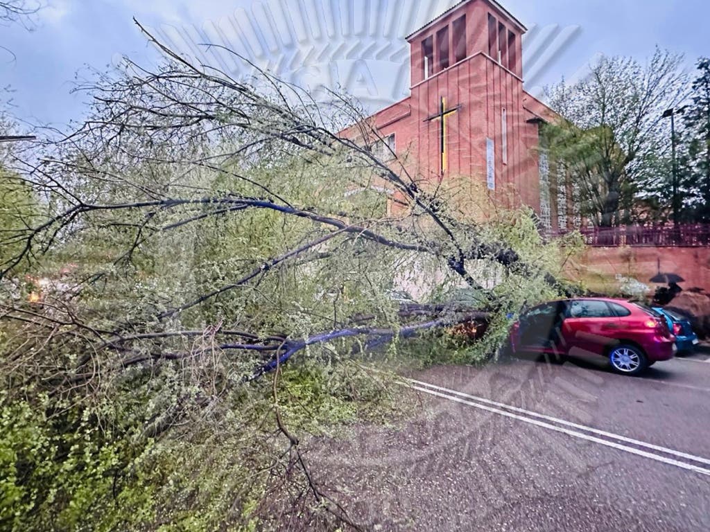 Guadalajara continúa en aviso amarillo por el viento, que ayer tumbó un árbol causando daños en varios vehículos