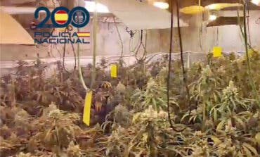 Liberadas tres víctimas de trata que eran explotadas en dos plantaciones de marihuana en Guadalajara y Madrid