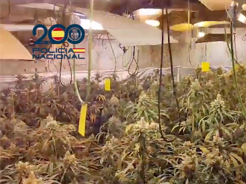 Liberadas tres víctimas de trata que eran explotadas en dos plantaciones de marihuana en Guadalajara y Madrid