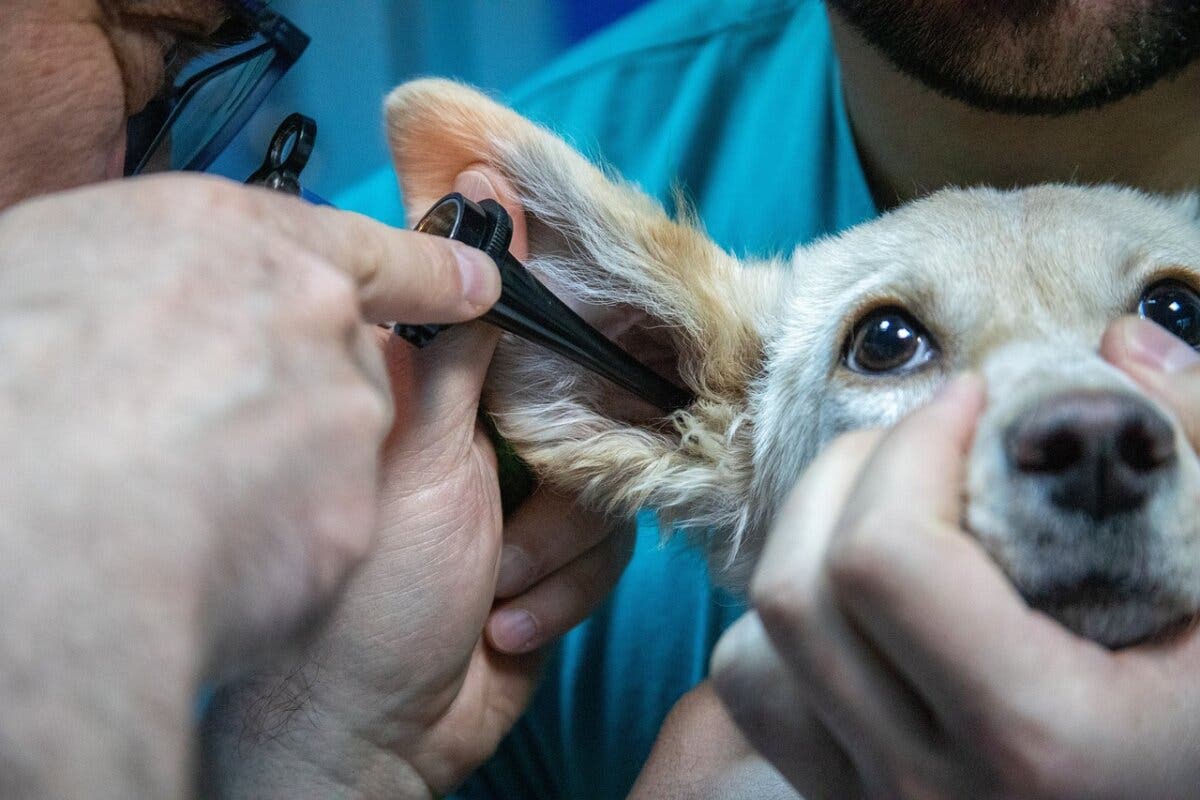 Así funciona la nueva ayuda del Gobierno para conseguir veterinario gratis para las mascotas