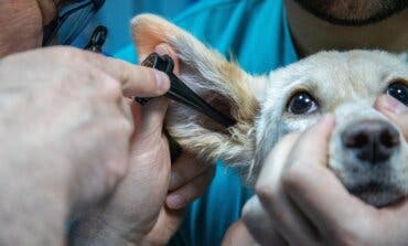 Así funciona la nueva ayuda del Gobierno para conseguir veterinario gratis para las mascotas