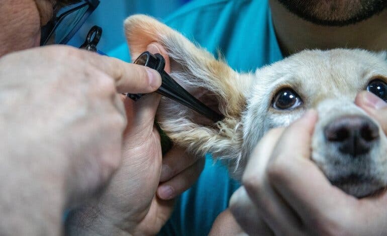 Así funciona la nueva ayuda del Gobierno para conseguir veterinario gratis para las mascotas