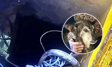 Los Bomberos rescatan de madrugada a un perro que cayó a un pozo en Collado Villalba