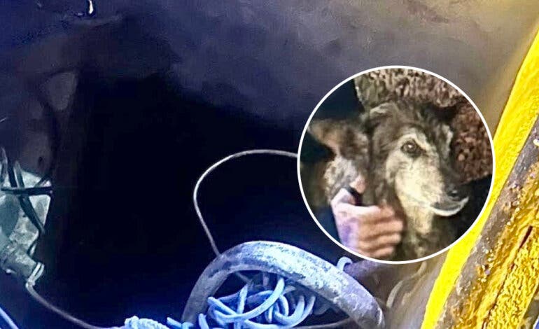 Los Bomberos rescatan de madrugada a un perro que cayó a un pozo en Collado Villalba