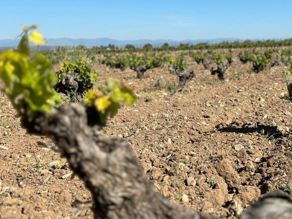 Dos vinos de Arganda logran dos Bacchus de Oro en uno de los grandes certámenes vinícolas del mundo