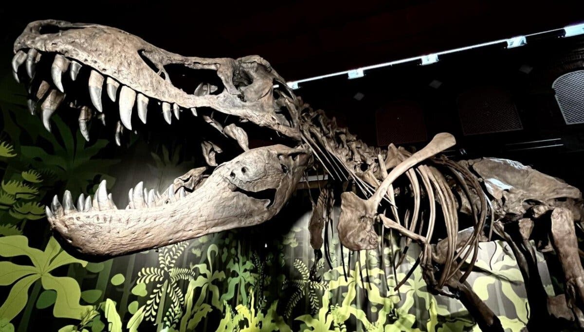 Alcalá de Henares acoge una espectacular exposición de fósiles de dinosaurios para conocer su historia 