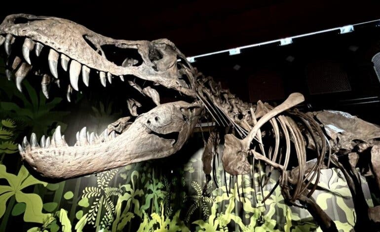 Alcalá de Henares acoge una espectacular exposición de fósiles de dinosaurios para conocer su historia 