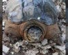Encuentran dos peligrosas tortugas mordedoras en el río Henares 