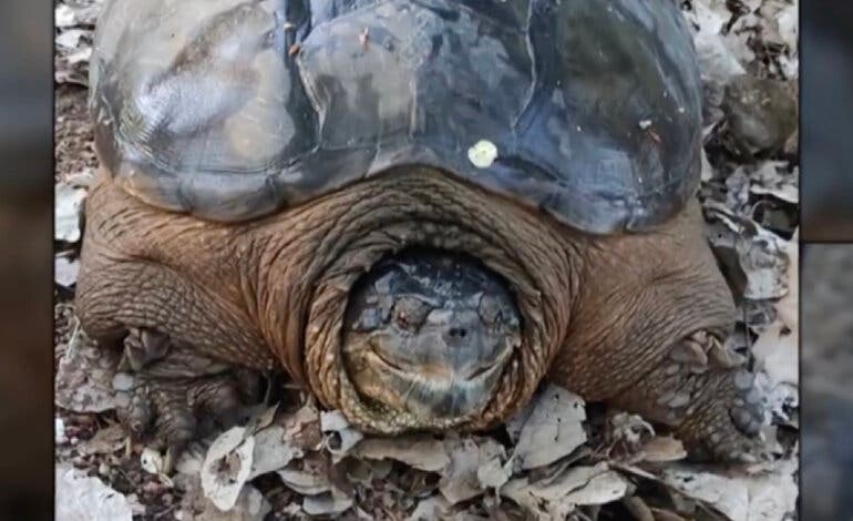 Encuentran dos peligrosas tortugas mordedoras en el río Henares 