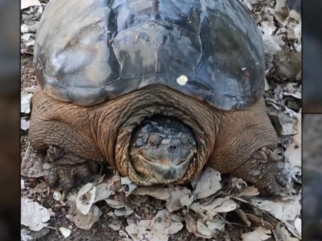 Encuentran dos peligrosas tortugas mordedoras en el río Henares 