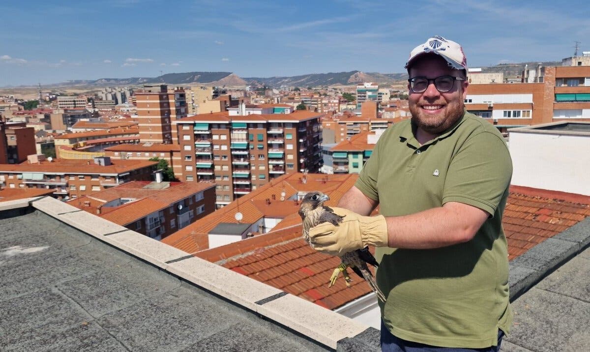 Devuelven al medio natural en Guadalajara a dos pollos de halcón peregrino que cayeron de un décimo piso