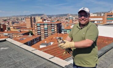 Devuelven al medio natural en Guadalajara a dos pollos de halcón peregrino que cayeron de un décimo piso