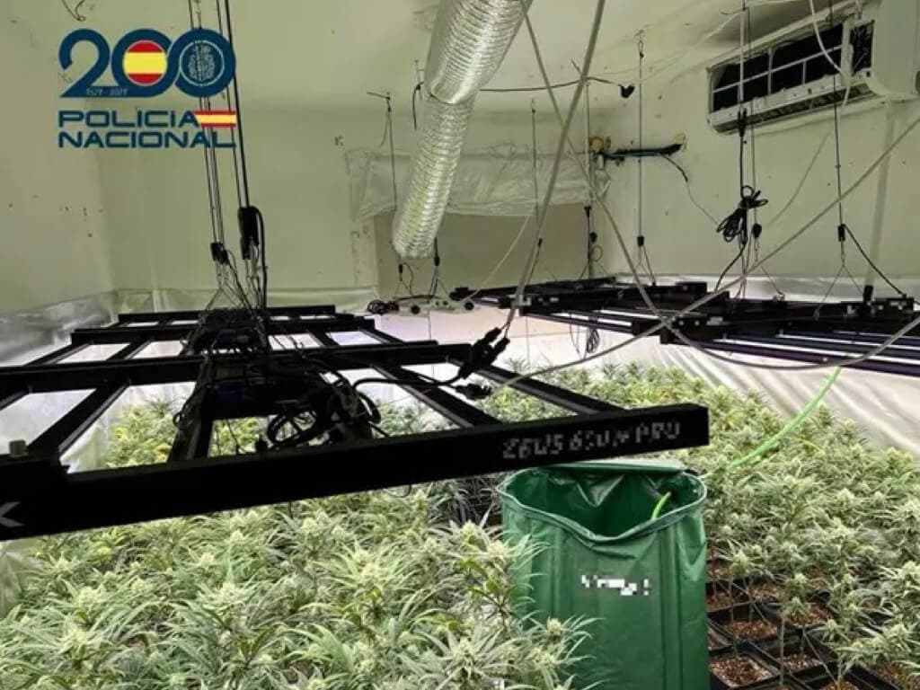 Desmantelan una plantación de marihuana con 370 plantas en un piso okupa de Moratalaz