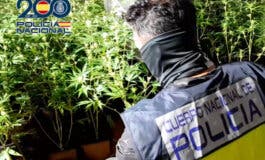 Detenidos por cultivar y vender marihuana en dos pisos okupados en Alcalá de Henares