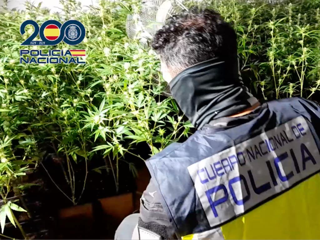 Detenidos por cultivar y vender marihuana en dos pisos okupados en Alcalá de Henares