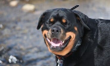 Herido un niño de cuatro años tras ser atacado por un perro peligroso sin bozal en Madrid 