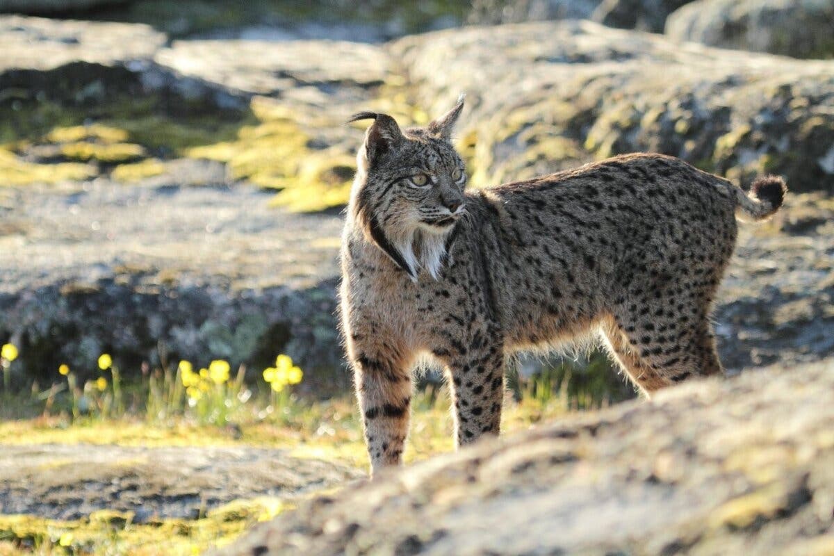 El lince ibérico deja de estar en peligro de extinción  