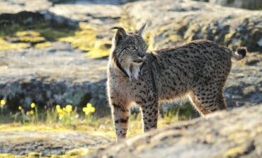 El lince ibérico deja de estar en peligro de extinción  