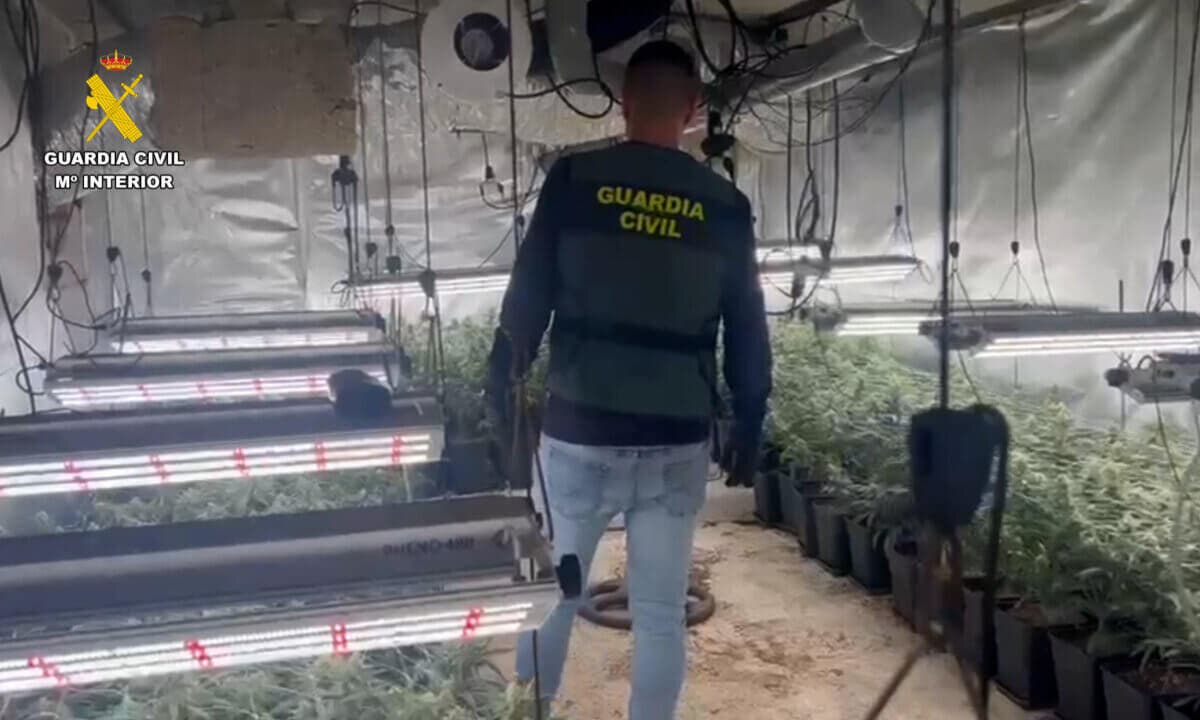 Detenidas 55 personas dedicadas al cultivo de cannabis en Madrid, Toledo y Guadalajara