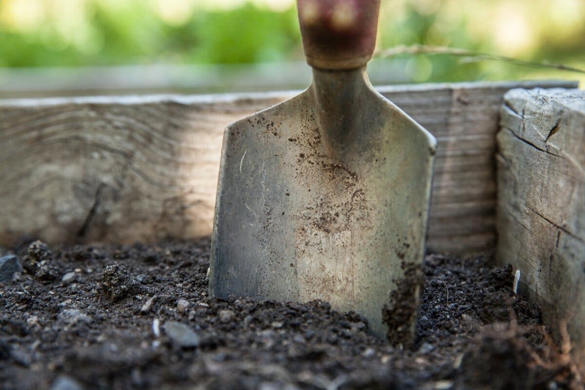 Guadalajara anuncia la plantación de 300 árboles al año