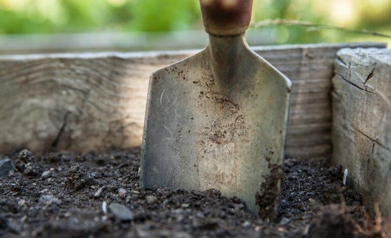 Guadalajara anuncia la plantación de 300 árboles al año