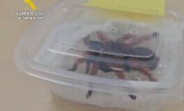 Investigado en San Fernando de Henares tras detectarse en Barajas un paquete con 15 tarántulas peligrosas
