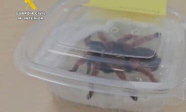 Investigado en San Fernando de Henares tras detectarse en Barajas un paquete con 15 tarántulas peligrosas