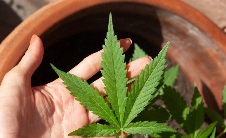 Ayuso prohibirá la venta de CBD a menores y alejará las tiendas de los centros educativos 