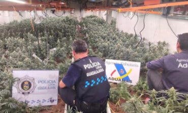 Una operación contra el cultivo de marihuana en Guadalajara deja 11 detenidos y 6.674 plantas incautadas