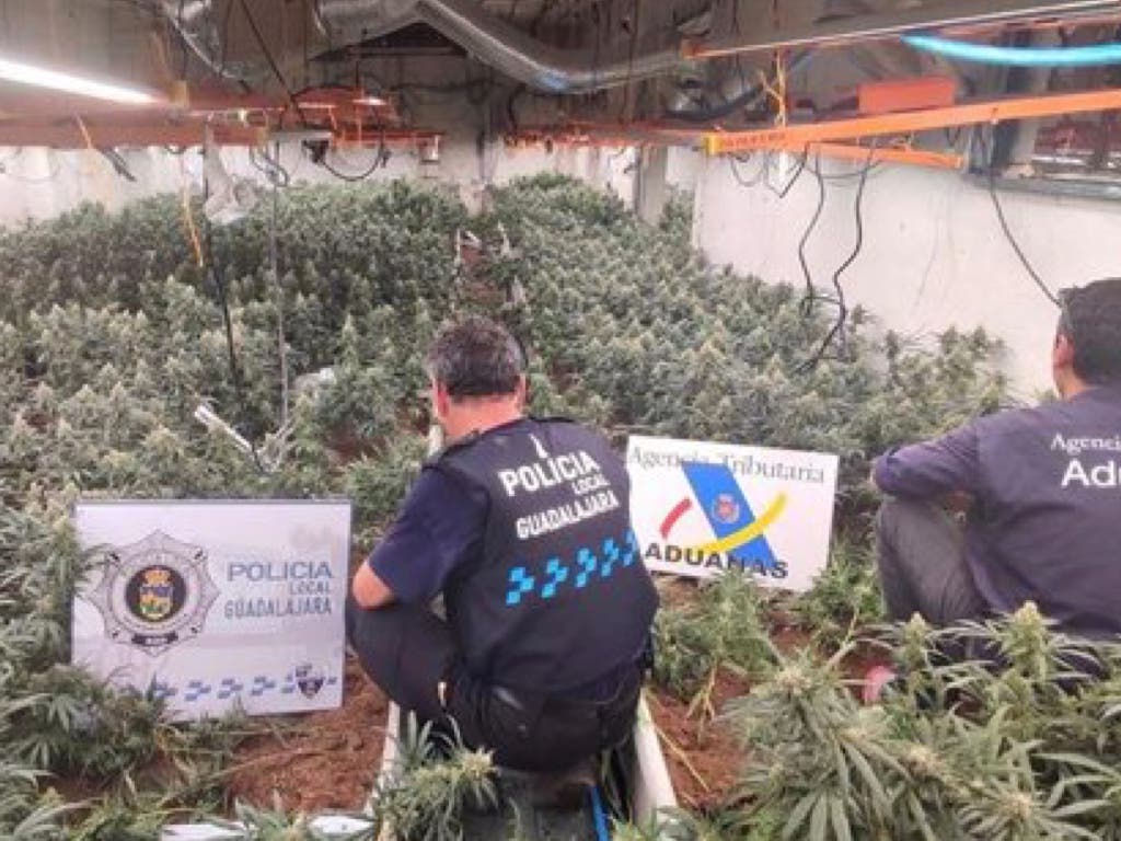 Una operación contra el cultivo de marihuana en Guadalajara deja 11 detenidos y 6.674 plantas incautadas