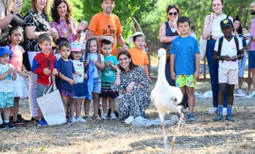 Alcalá de Henares libera 17 pollos de cigüeña completamente recuperados tras pasar por el hospital