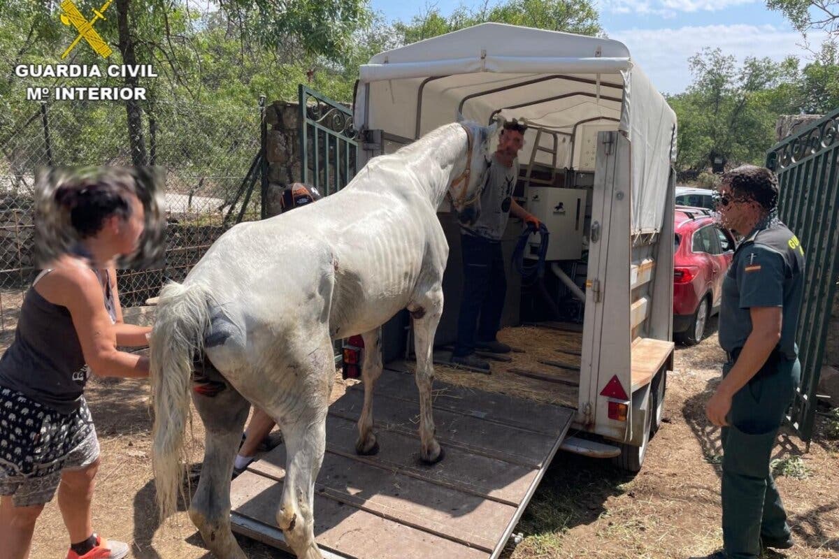 Acusado de maltrato animal en Madrid el dueño de un caballo que murió por las heridas que tenía