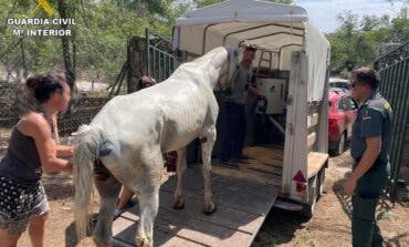 Acusado de maltrato animal en Madrid el dueño de un caballo que murió por las heridas que tenía