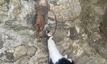 Investigan a un hombre de 60 años en Madrid por utilizar cepos para cazar gatos