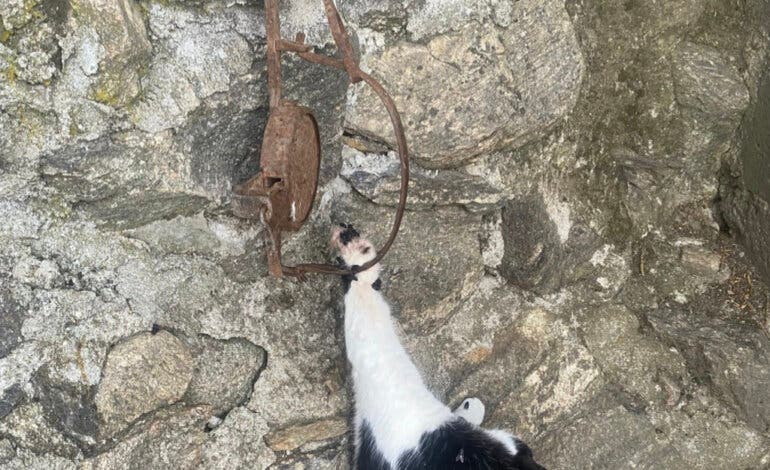 Investigan a un hombre de 60 años en Madrid por utilizar cepos para cazar gatos