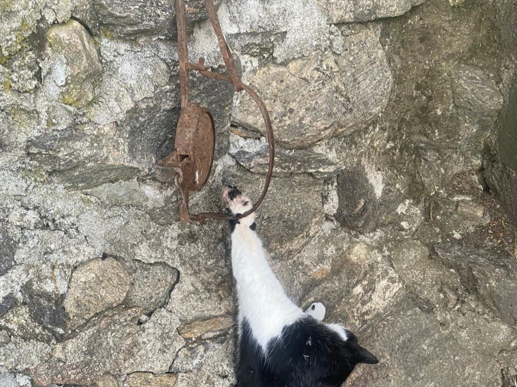 Investigan a un hombre de 60 años en Madrid por utilizar cepos para cazar gatos