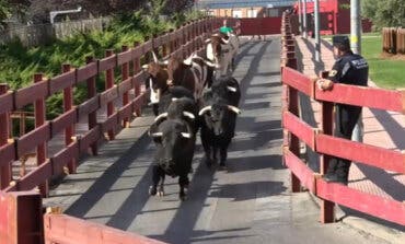 Antitaurinos celebran que Alcalá de Henares se quede sin toros ni encierros en las Ferias este año